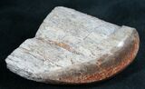 Polished Agatized Dinosaur Bone - Rib Section #7843-2